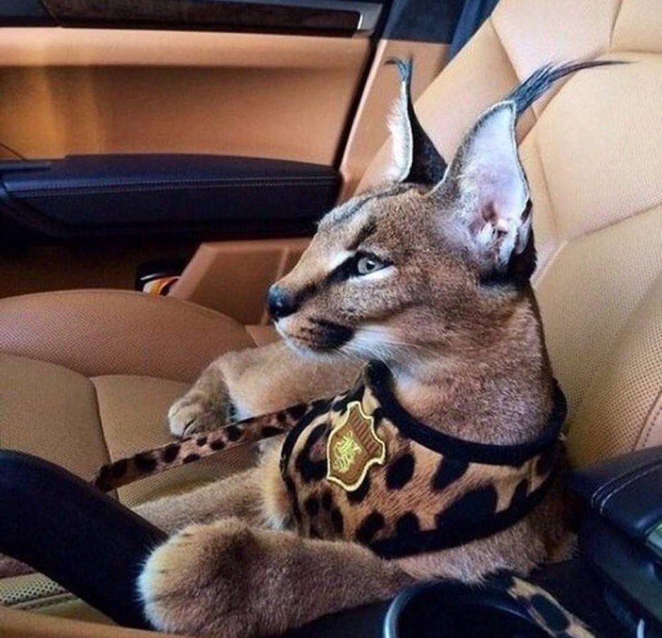 Каракал домашний