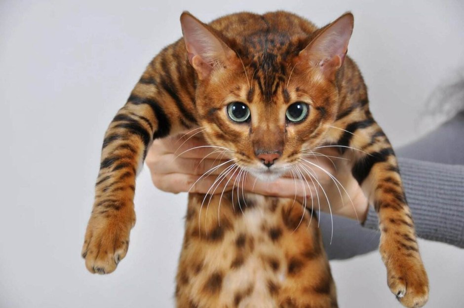 Тойгер кошка