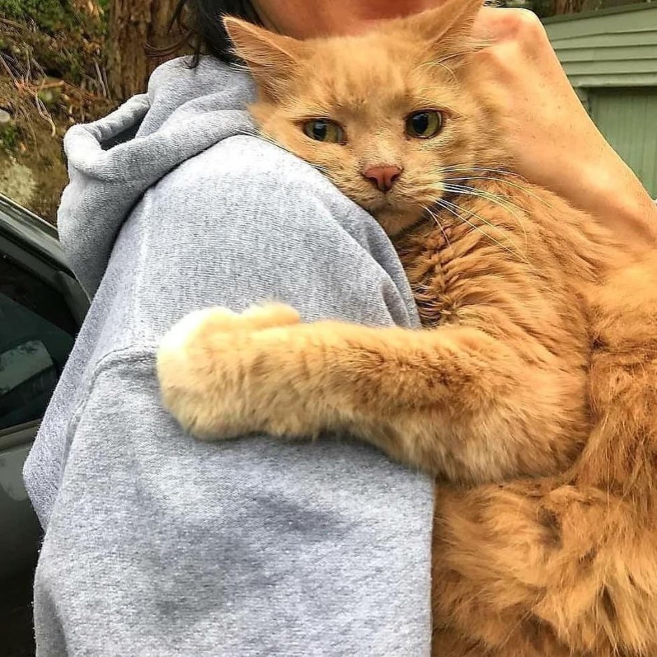 Кот обнимает человека
