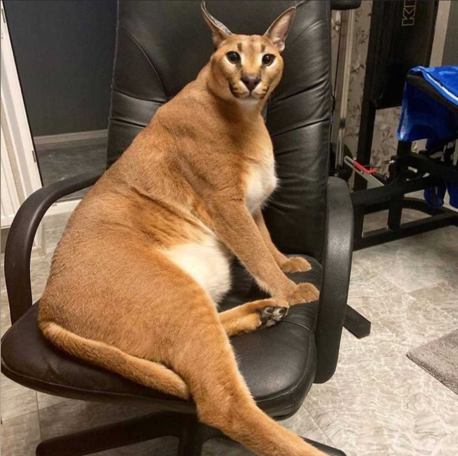Каракал floppy