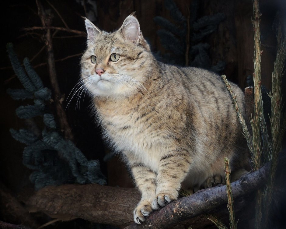 Лесной кот