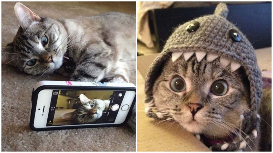 Котик инстаграмщик