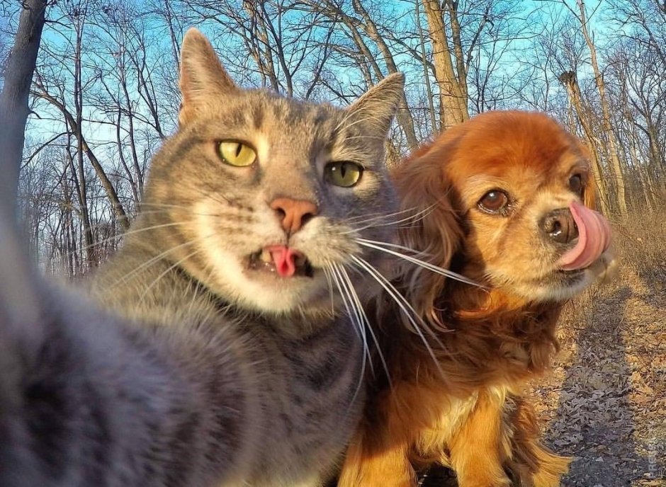 Селфи кота Мэнни