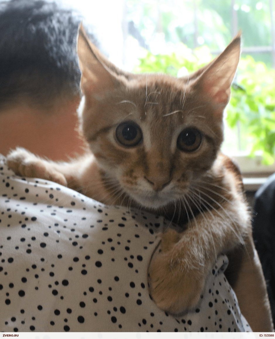 Селфи с котами