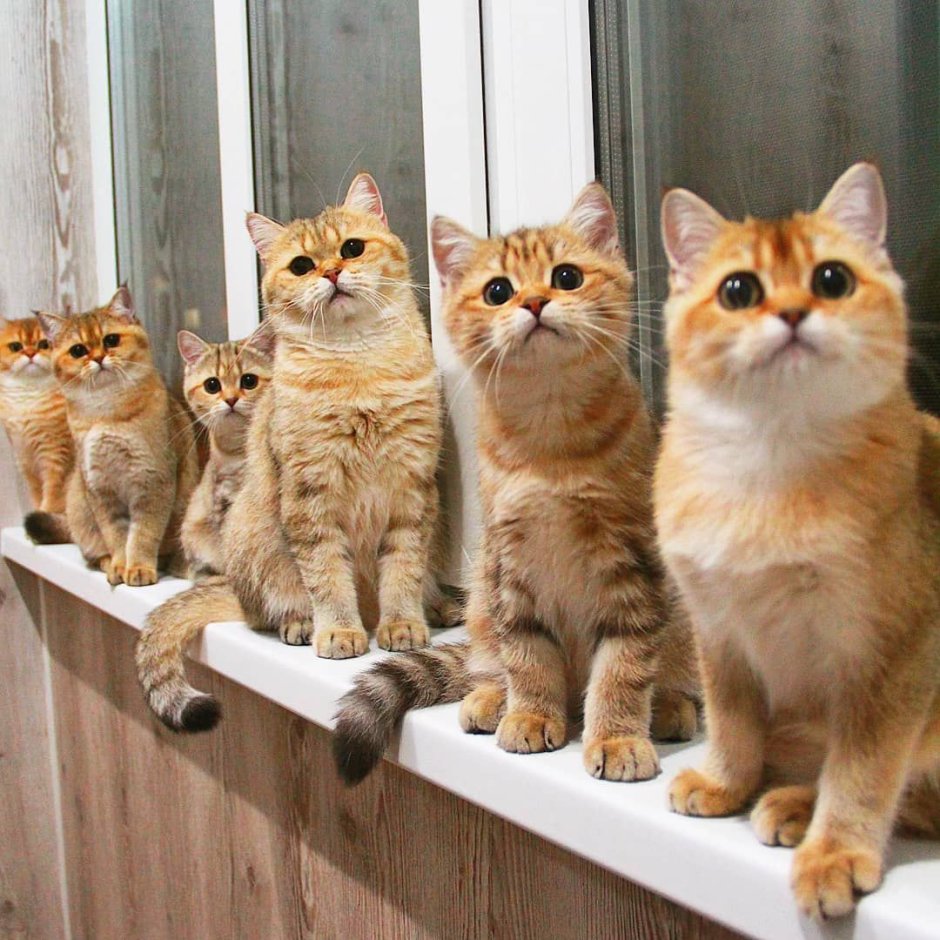 Коты которые очень социальные