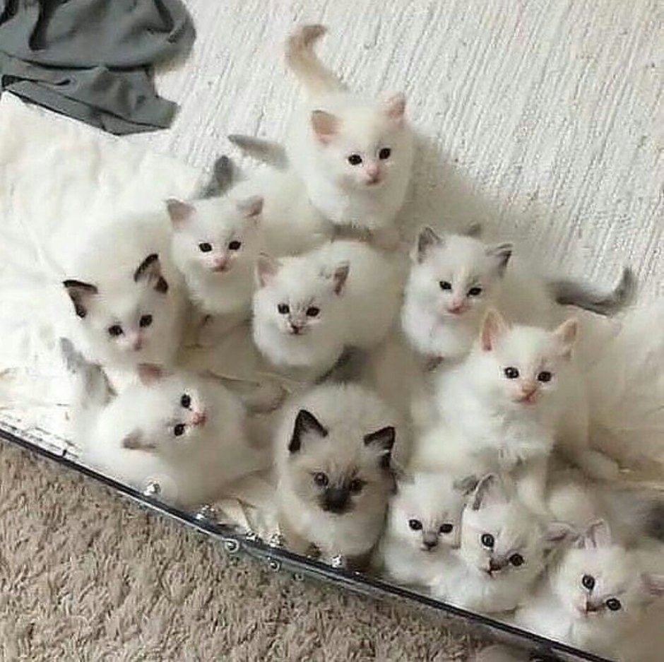 Много милых котят