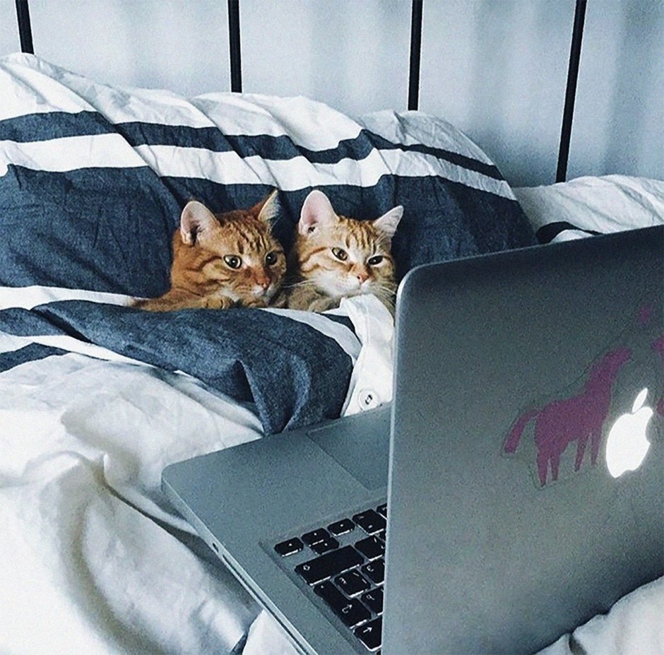 Котик в кровати