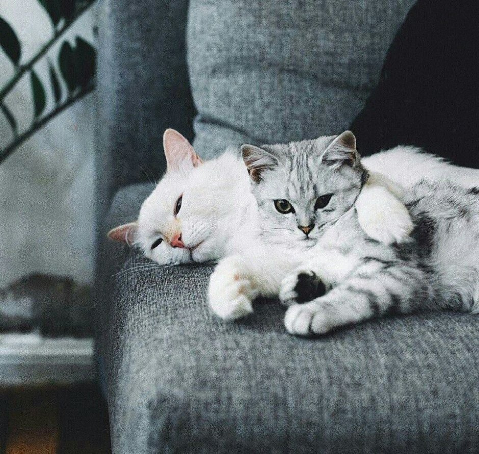 7 Небо фото котята