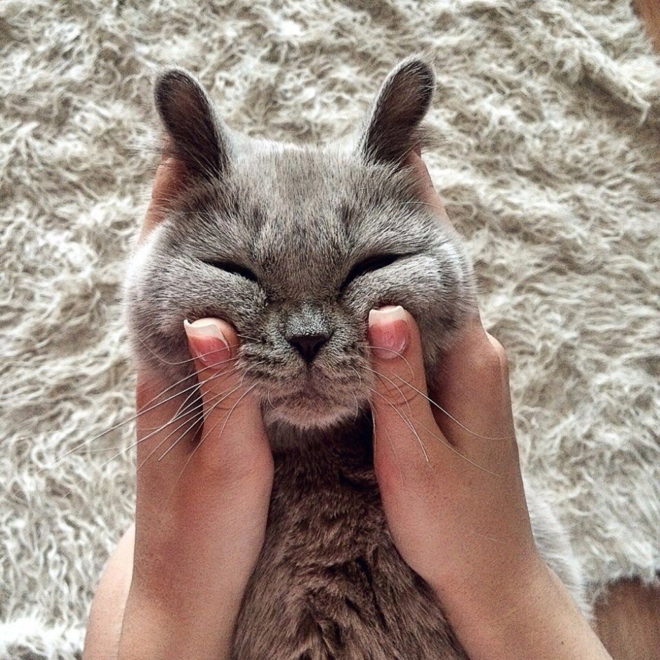 Топовые коты