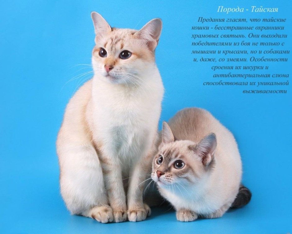 Породы кошек с названиями