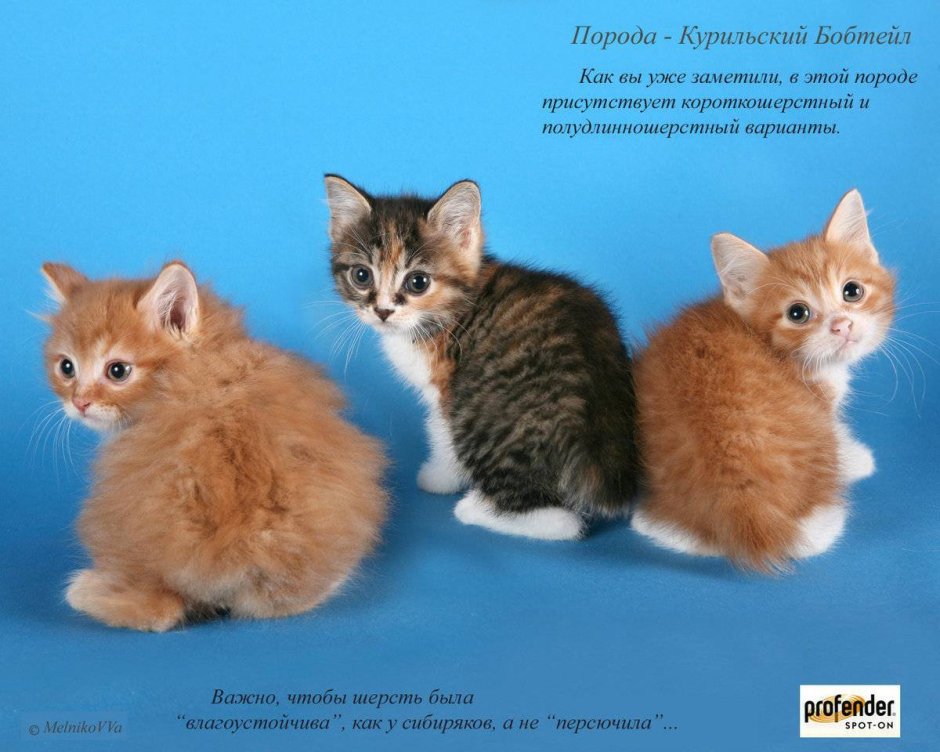 Породы кошек с названиями