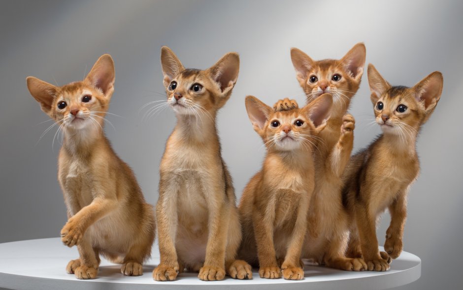Клубные котята