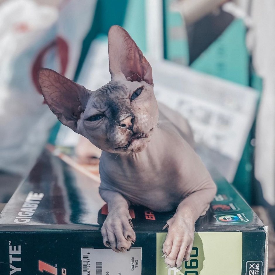 Саванна кошка