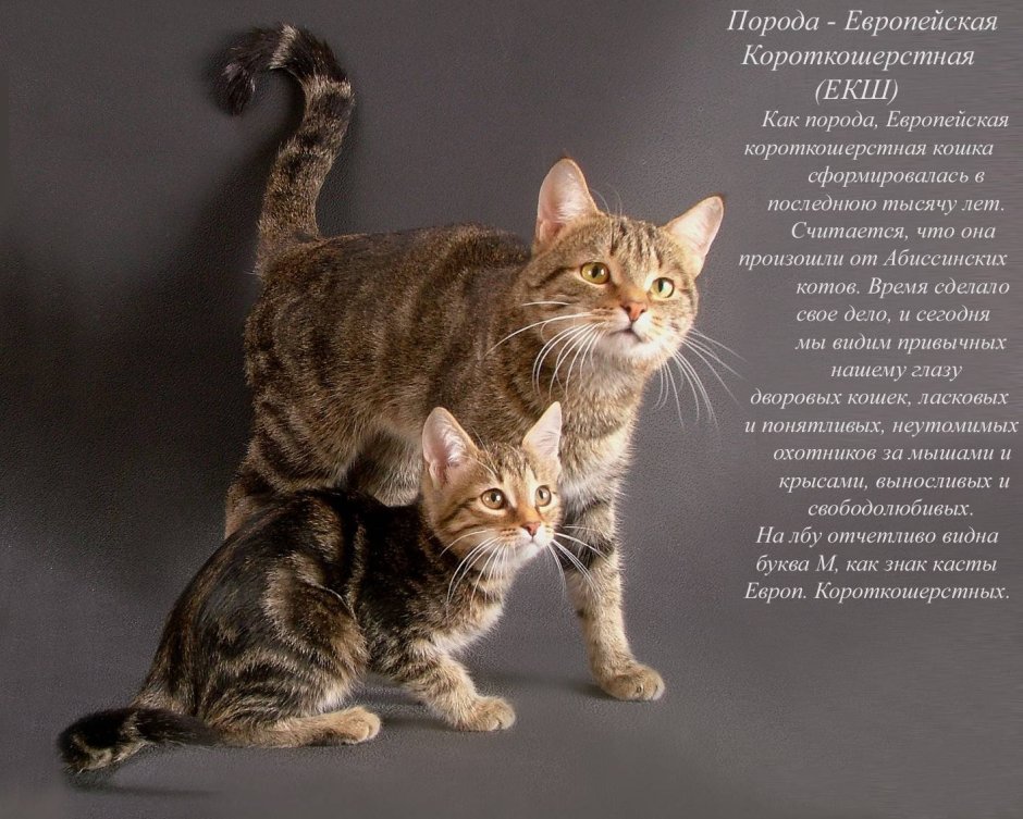 Породы кошек картинки
