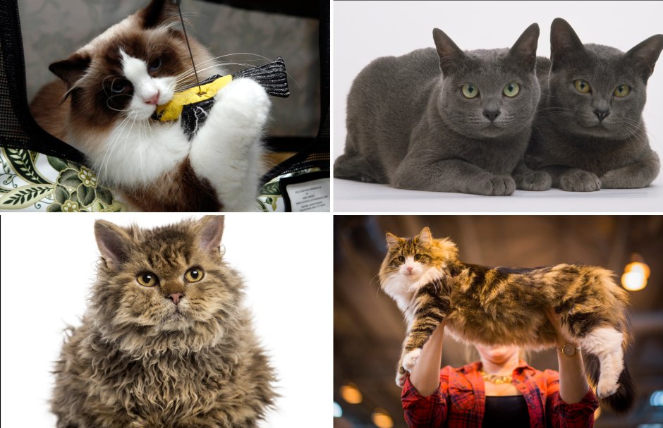 Кошки бывают разные