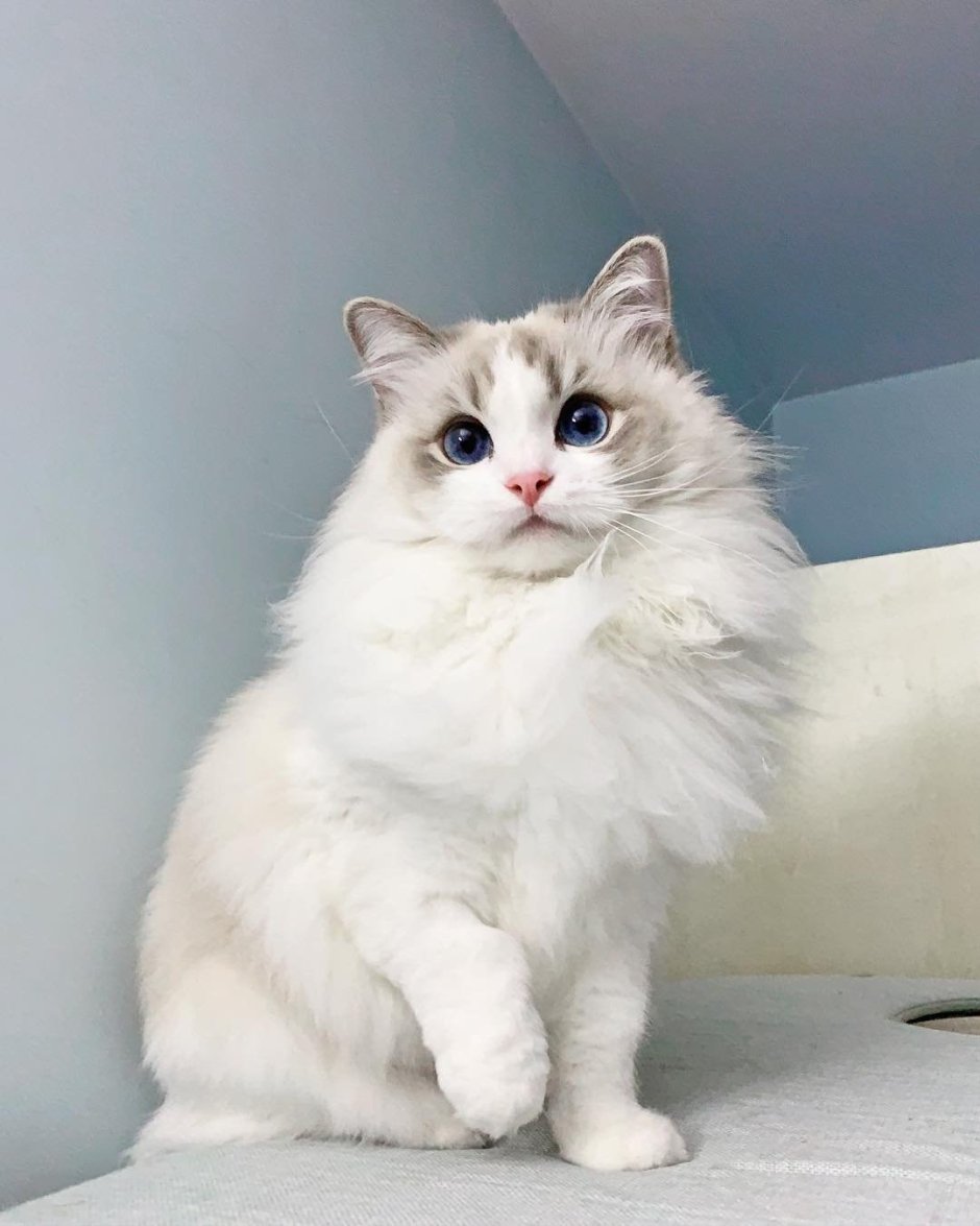 Кот Рэгдолл