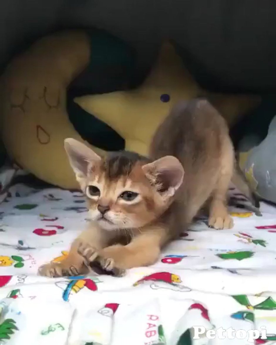 Абиссинский котенок мяукает