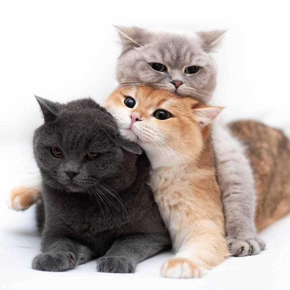 Три красивые кошки
