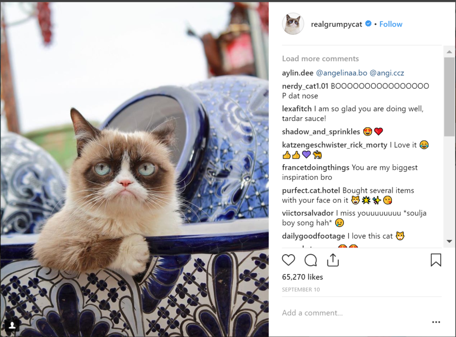 Котик в инстаграмме