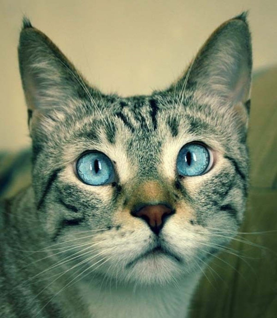 Кошка с косыми глазами