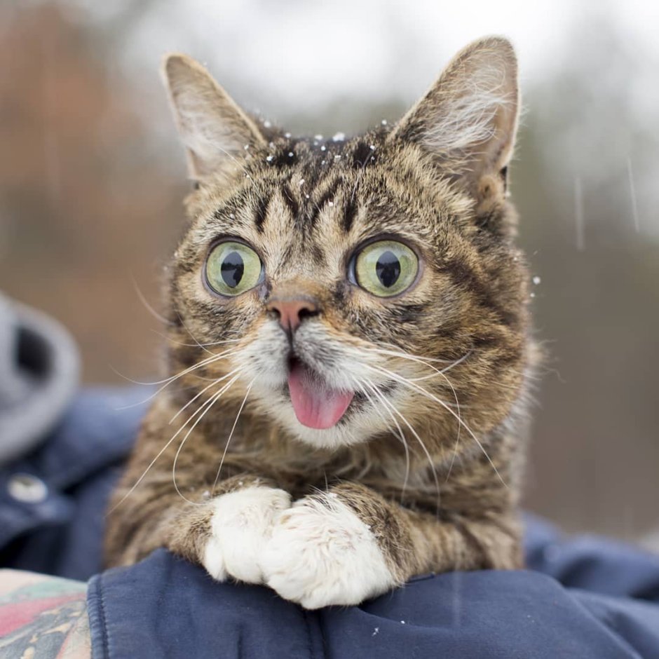 Lil Bub кошка