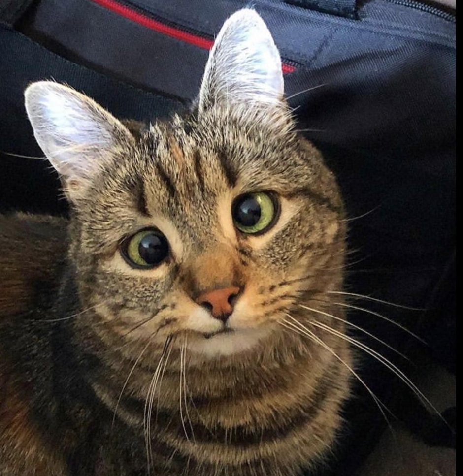 Косоглазая кошка Оливия