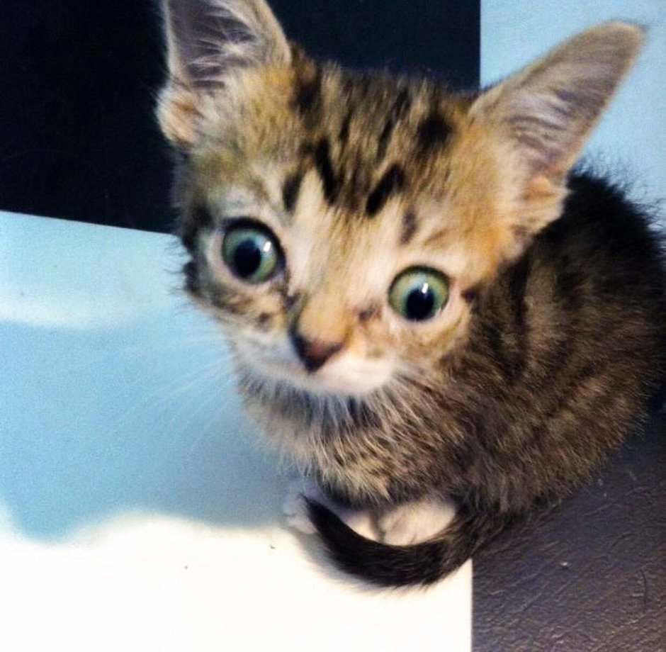 Косоглазый котенок