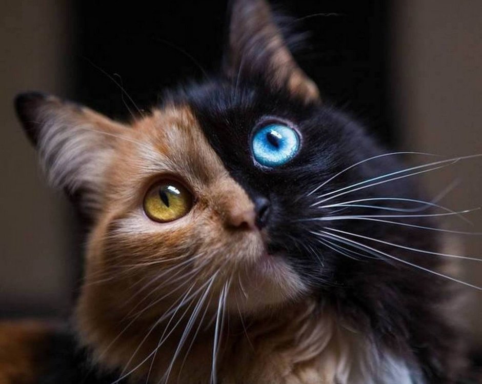 Двуликая кошка Химера