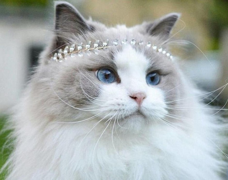 Сиамский кот смешной
