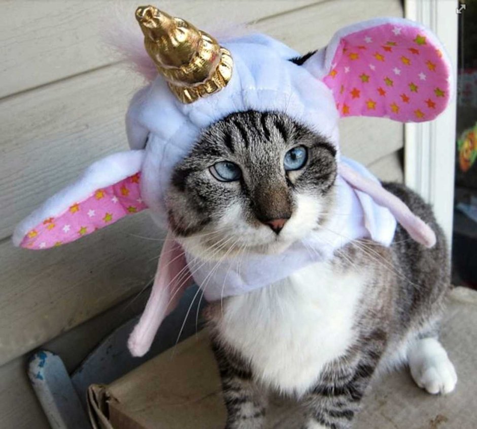 Косоглазый кот Спанглс