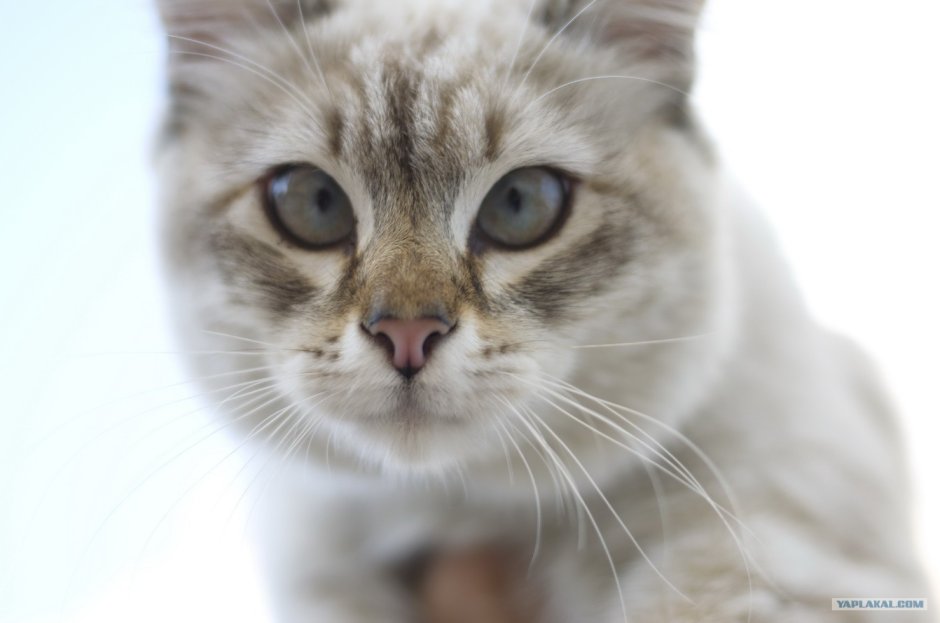 Раскосые глаза у кошек