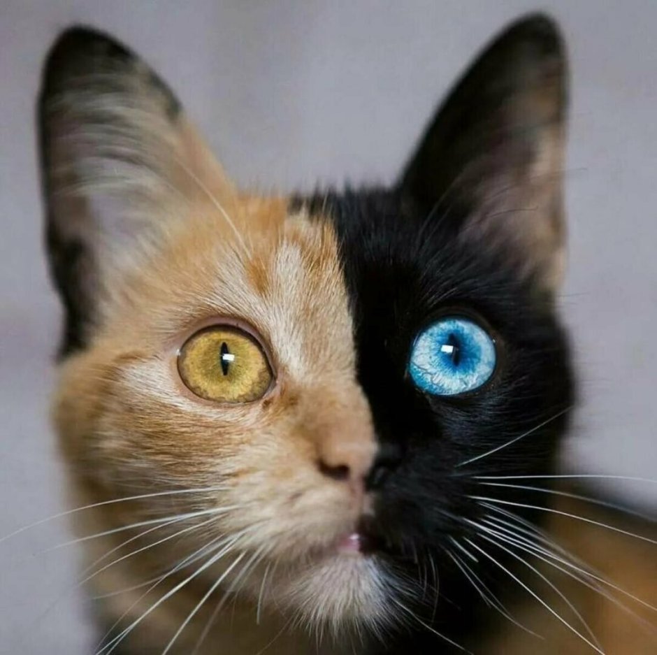 Косой кот