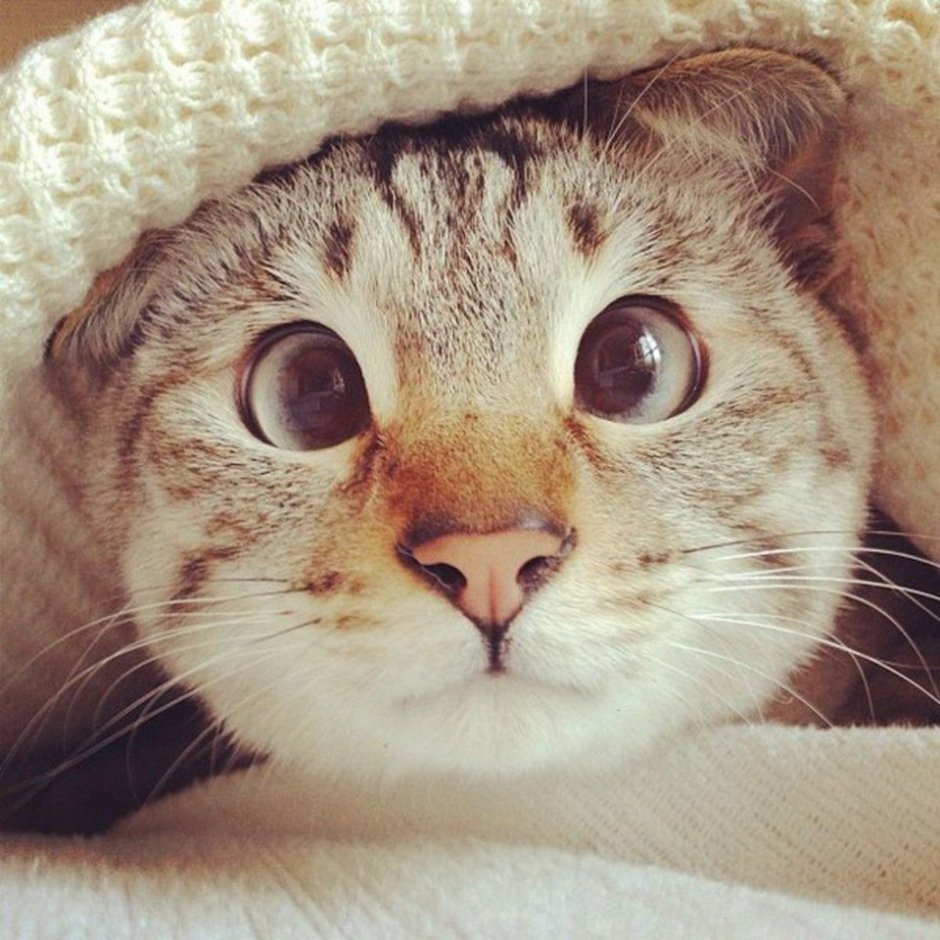 Косоглазый котик