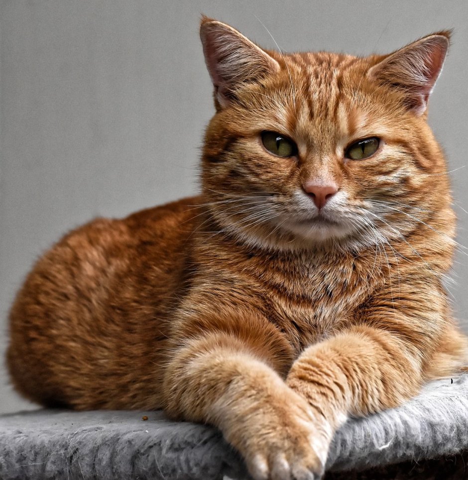 Кошка Гингер