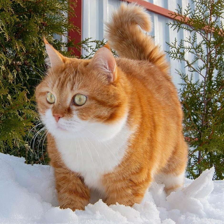 Красивый рыжий кот зимой