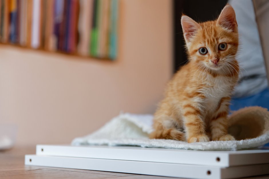Котенок сидит