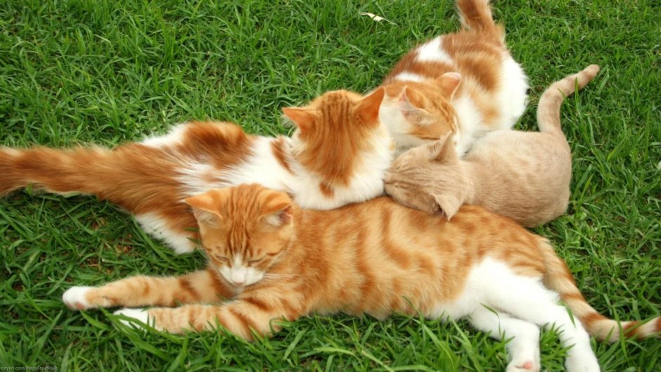 Кошка с котятами