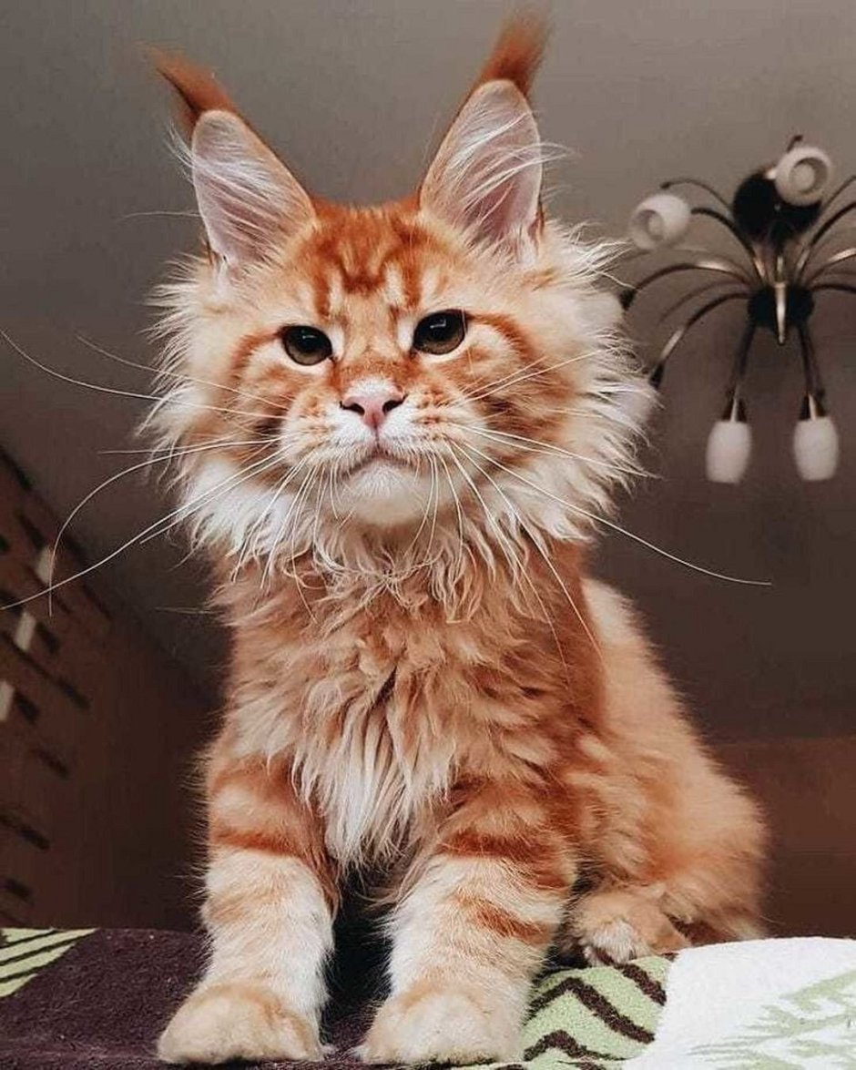 Кот Мейн кун