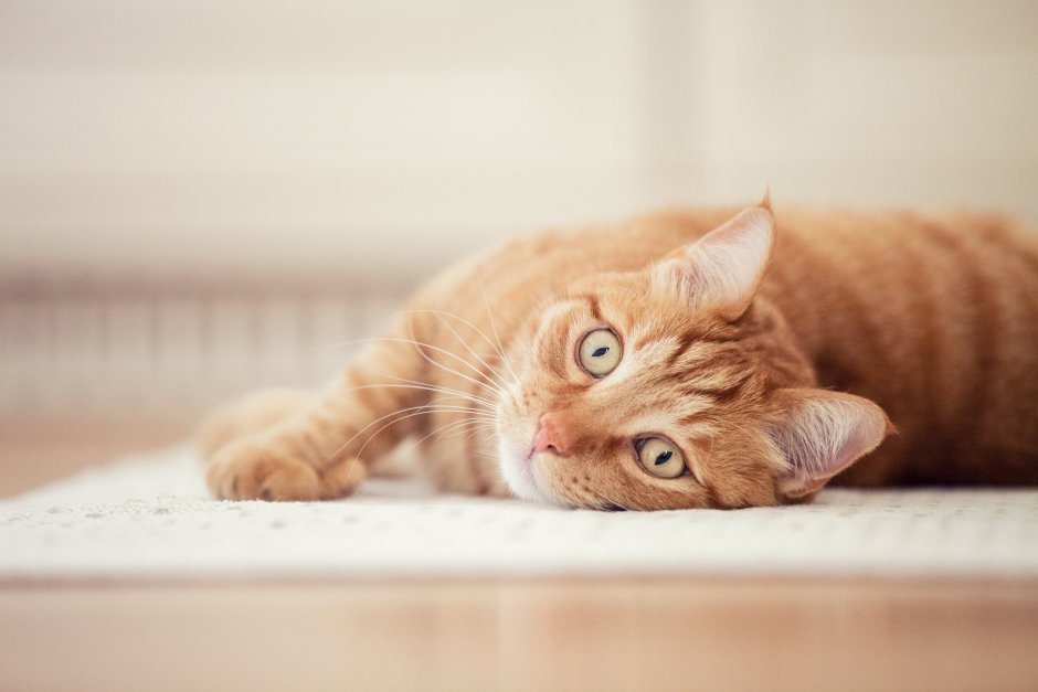 Кот лежит на столе