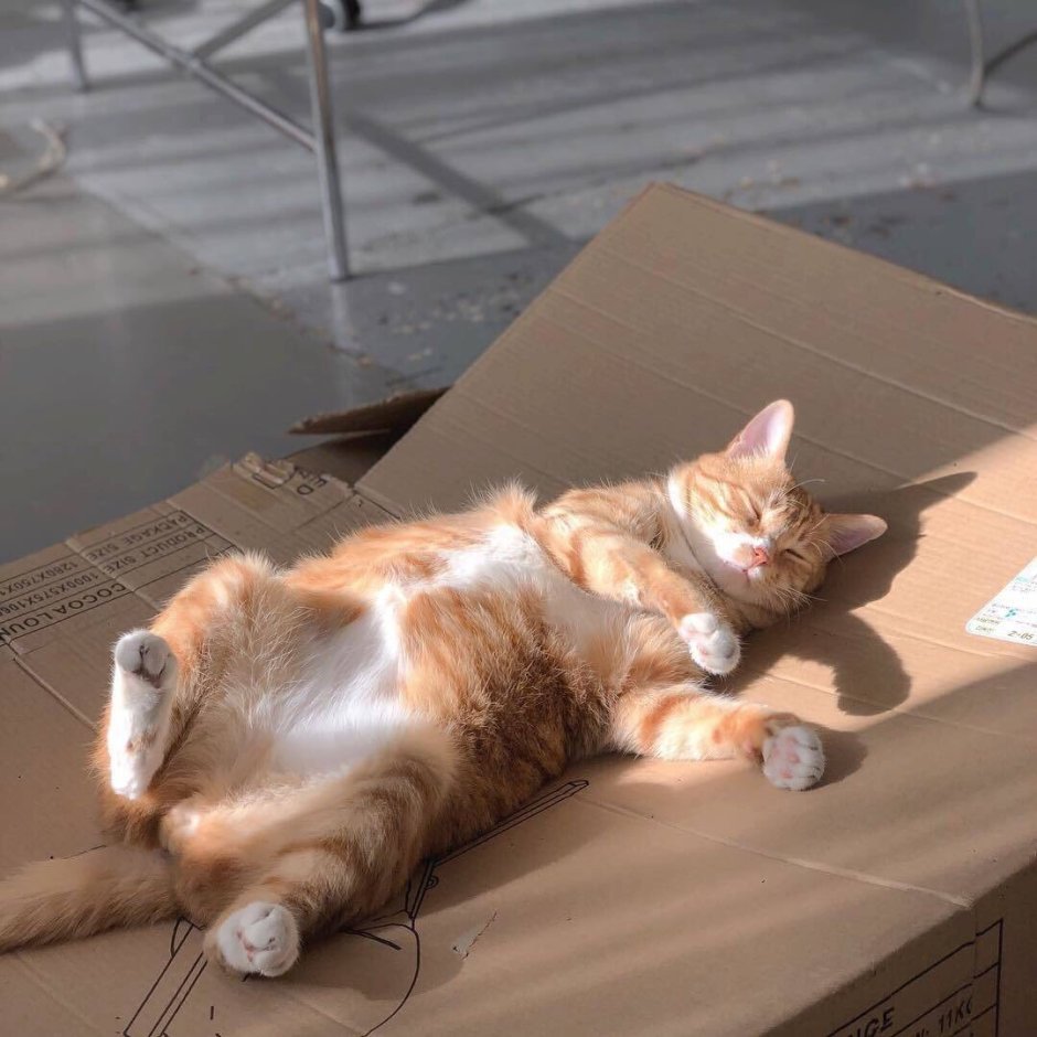 Коты Эстетика