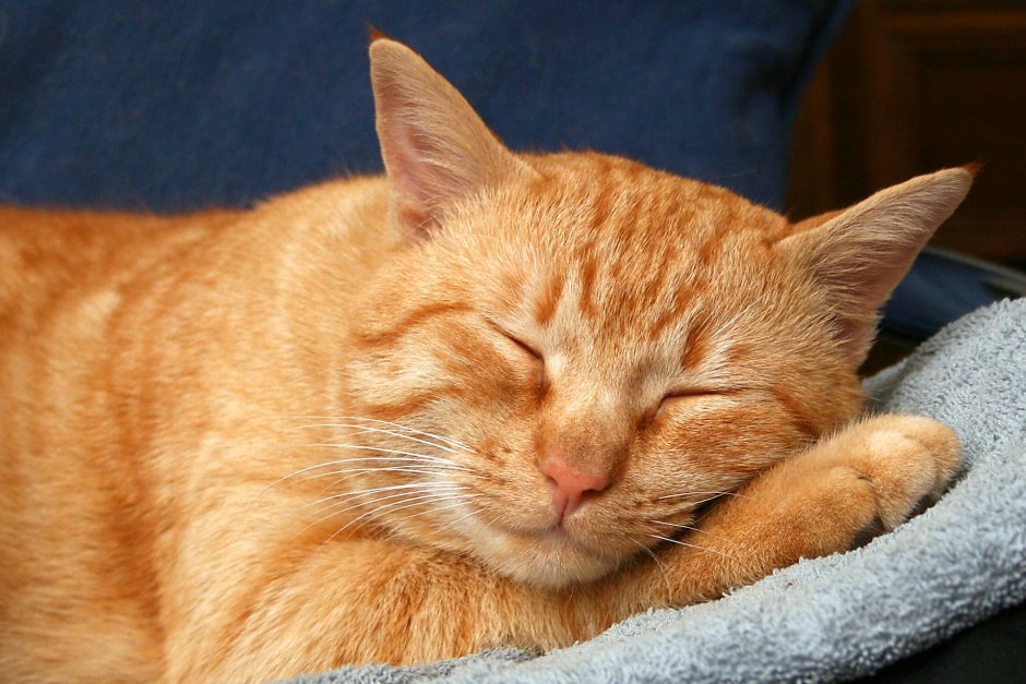 Спящий кот