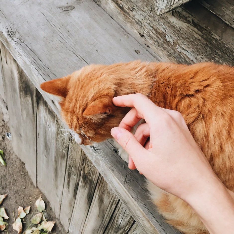 Рыжий кот Эстетика