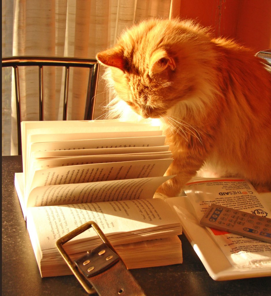 Котик рыжий с книжками