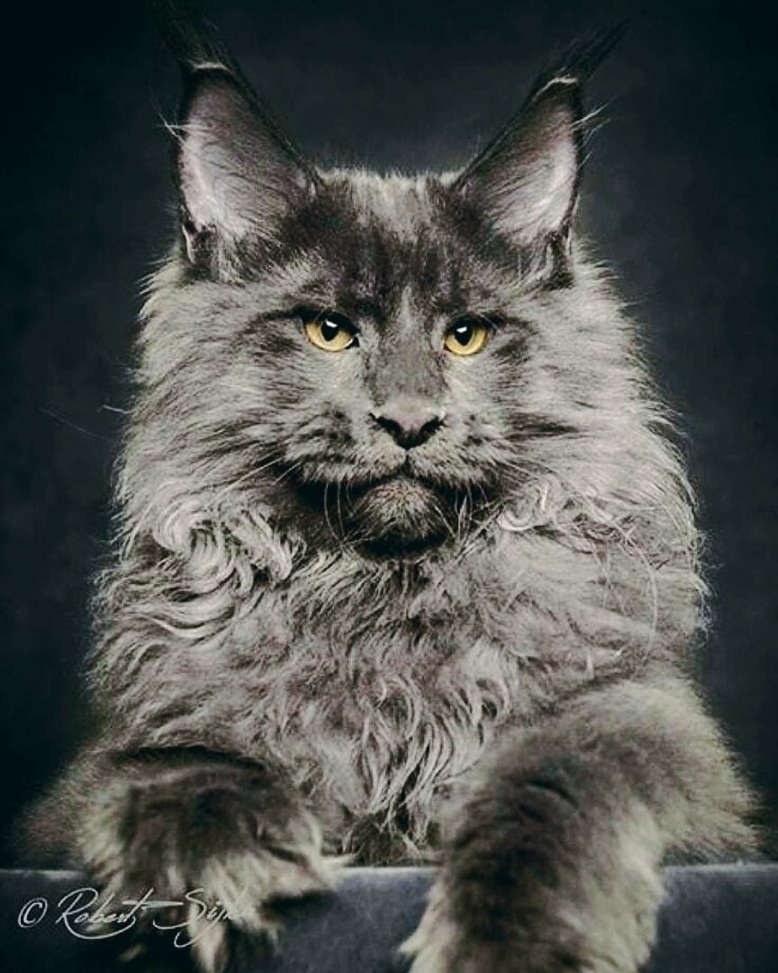 Брутальный кот