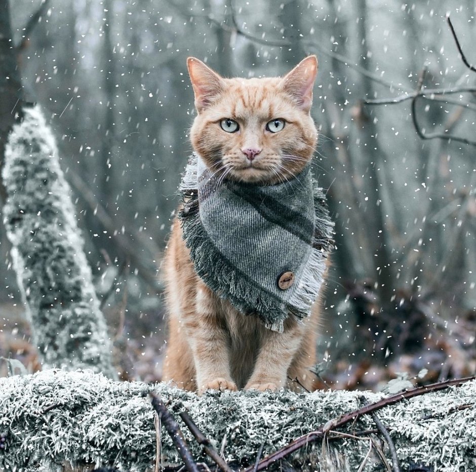 Суровый котик