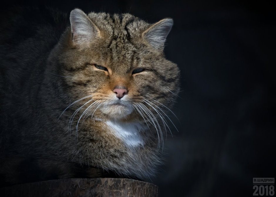 Лесной кот картинки