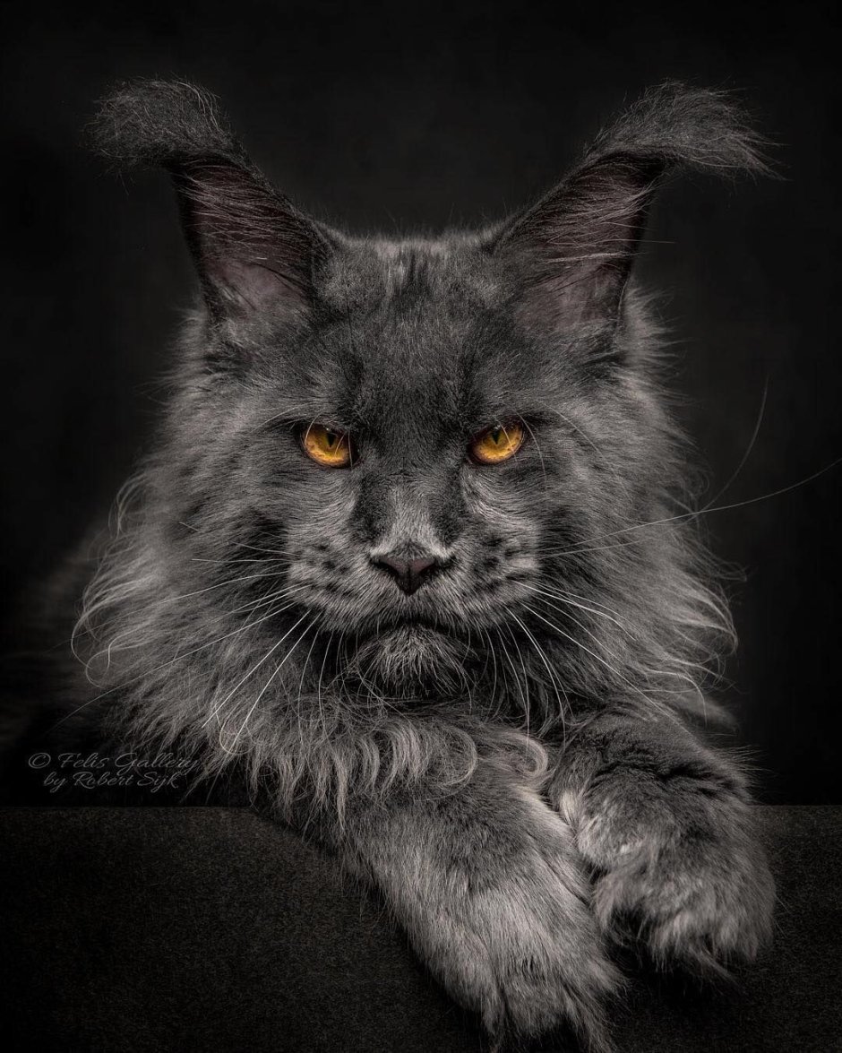 Кот Мейн кун
