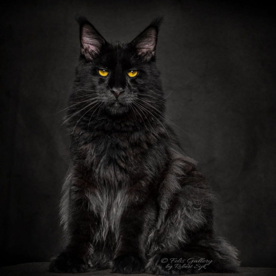 Богемская кошка чёрная
