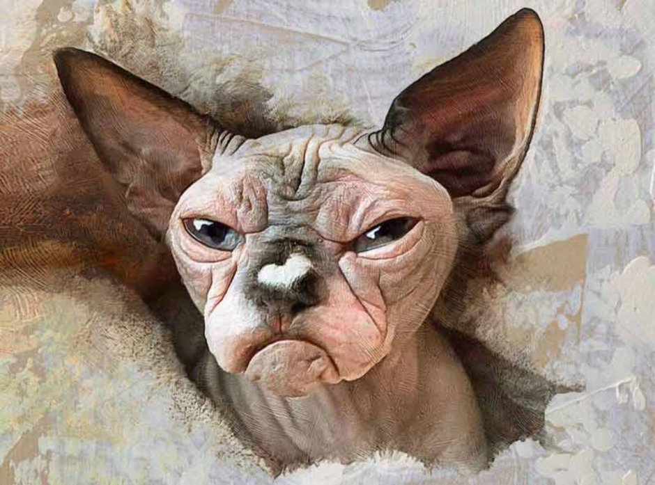 Смешные лысые коты