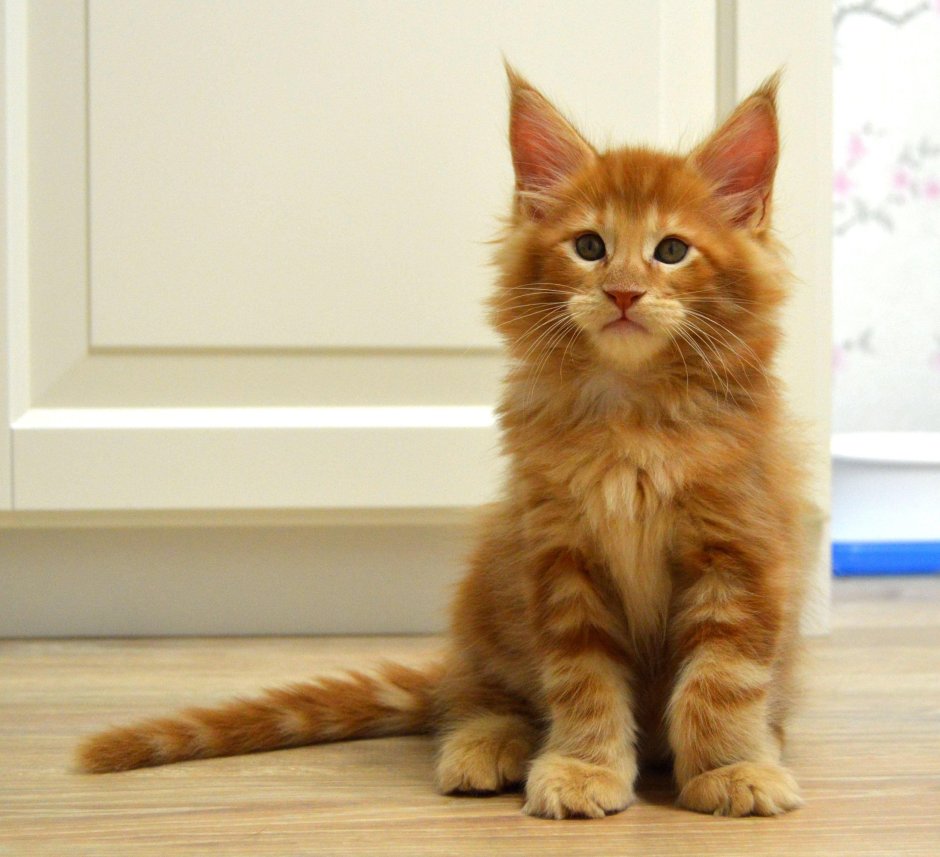 Мейн кун рыжий котенок